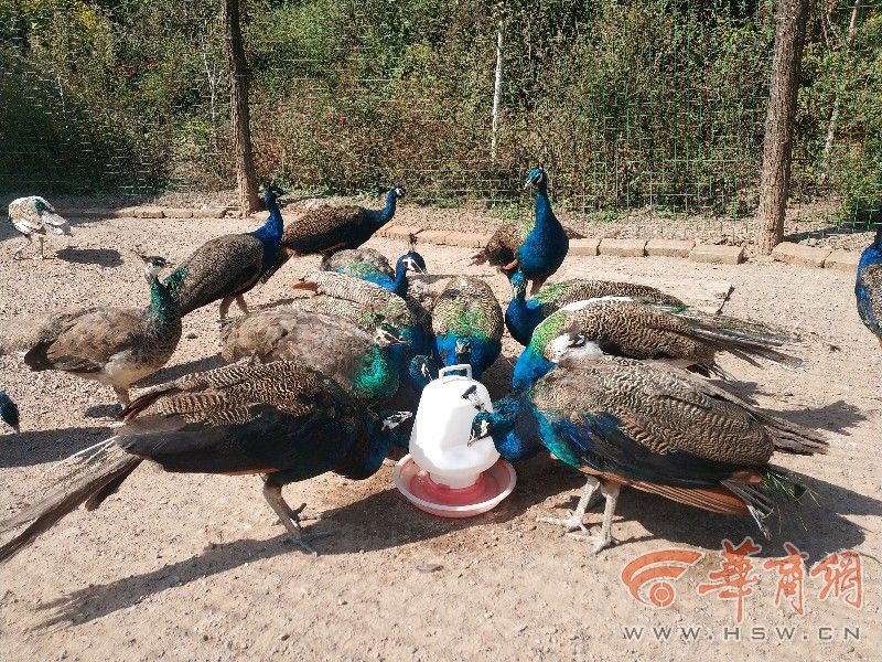 养500只下蛋乌鸡一年收入多少,养1万只乌鸡一年能挣多少钱