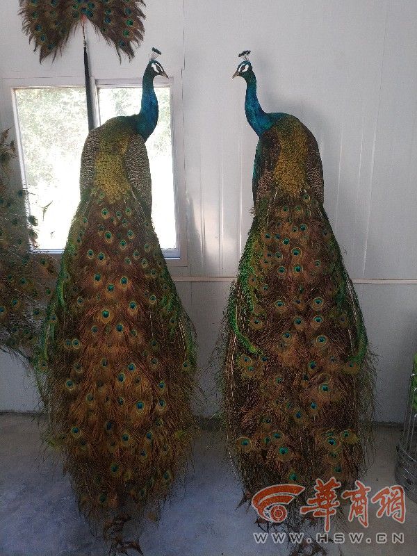 养500只下蛋乌鸡一年收入多少,养1万只乌鸡一年能挣多少钱