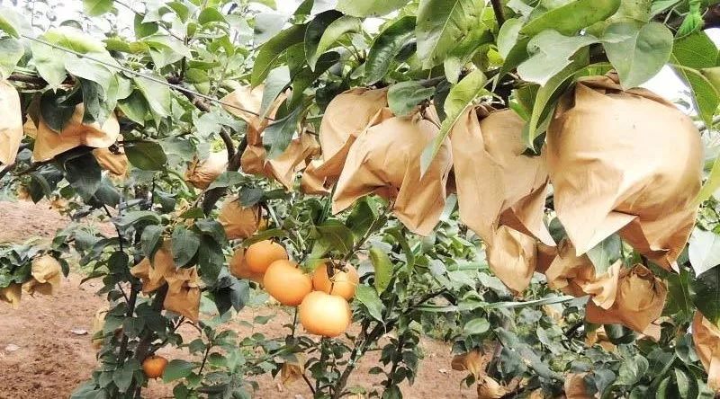 入秋喉咙口干发痰该吃什么,口鼻眼干舌燥用什么中成药好