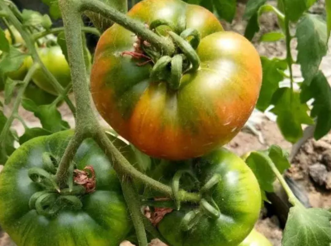 恒大品牌故事,辽宁足球故事完整版