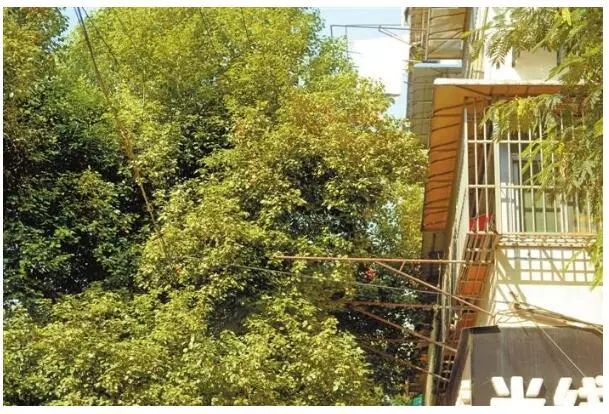 「3838110」华兴街香樟树繁茂挡光，可以修剪吗？