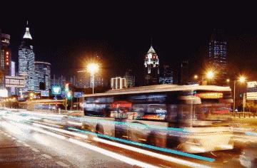 阿拉看环境｜“城市森林中的小生灵”申城有群特殊居民