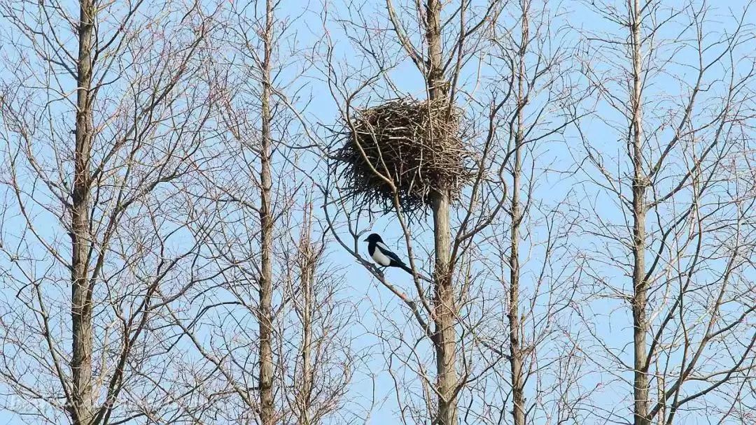 阿拉看环境｜“城市森林中的小生灵”申城有群特殊居民
