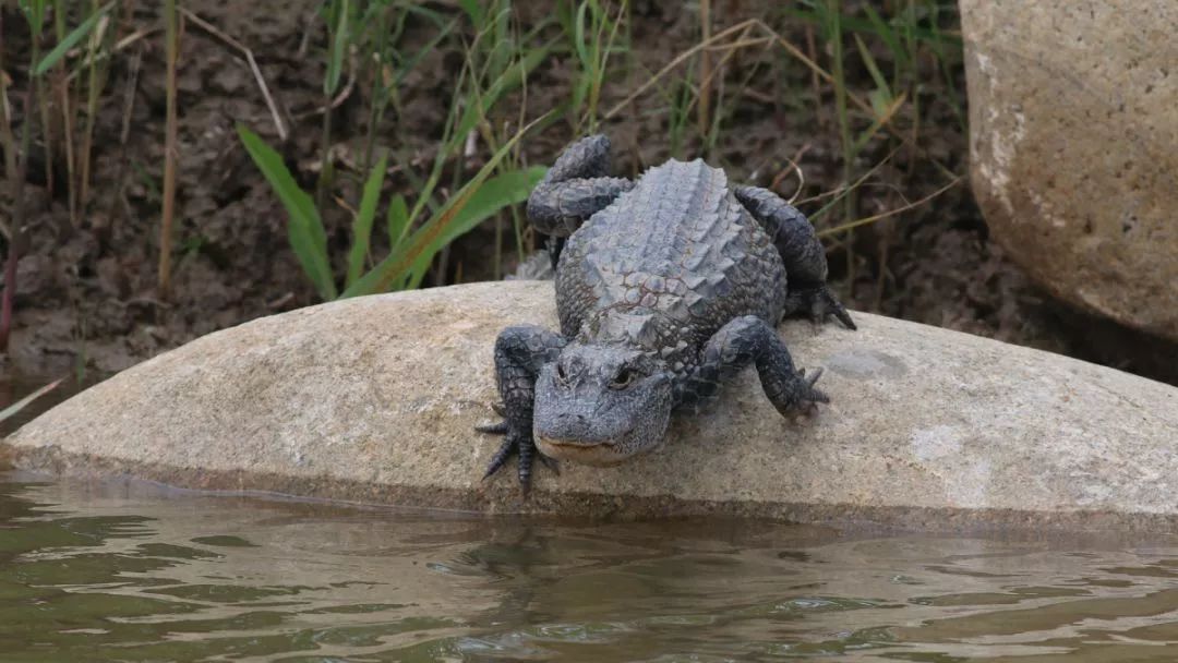 阿拉看环境｜“城市森林中的小生灵”申城有群特殊居民