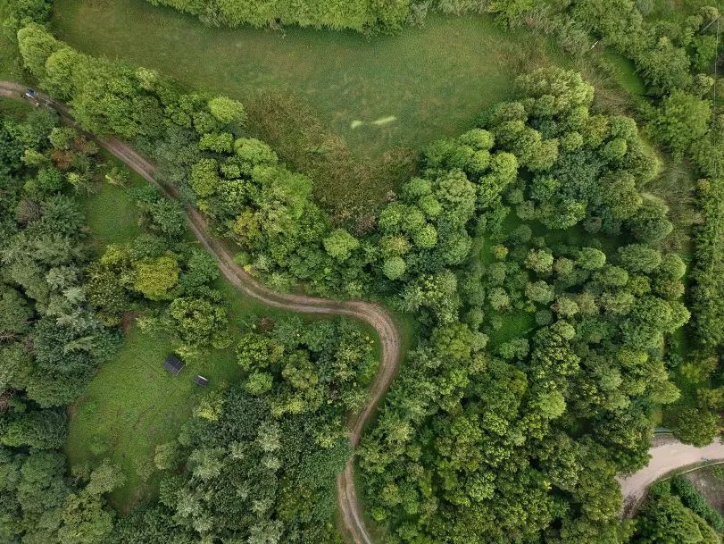 阿拉看环境｜“城市森林中的小生灵”申城有群特殊居民