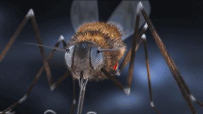 日本驱蚊好物,夏天灭蚊必备好物