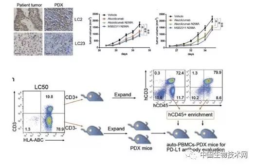 广州生物院在肿瘤免疫治疗小鼠模型构建研究中获进展