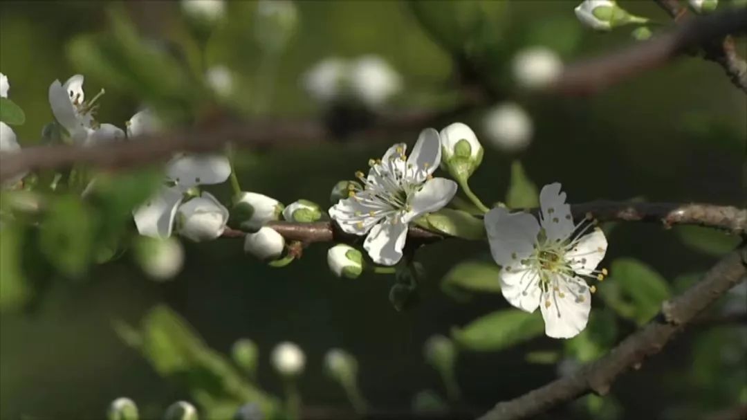 魅力中国城崇左vs大足视频,魅力中国城让你知道