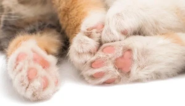 猫肉垫怎么护理,猫肉垫经常出现什么问题