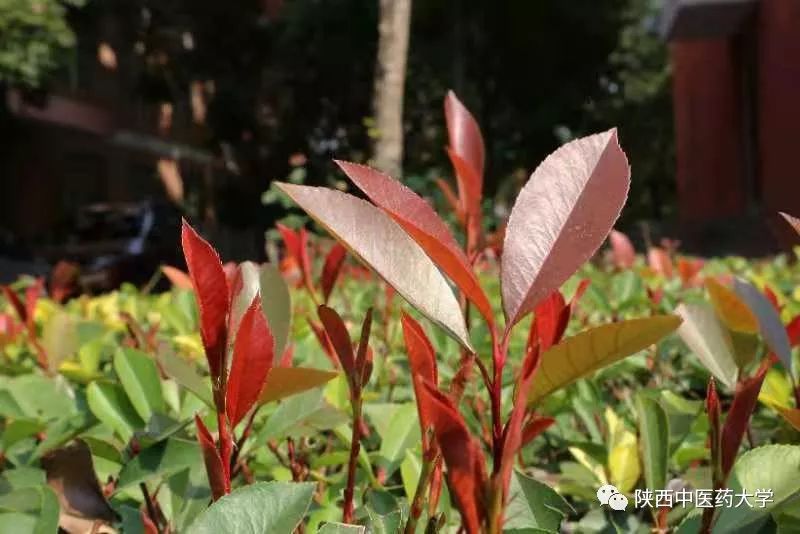 陕中大最火的这几款色号，你种草了么？