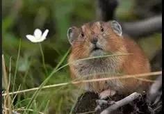 鳌太穿越和珠峰哪个难,禁止鳌太穿越的公告