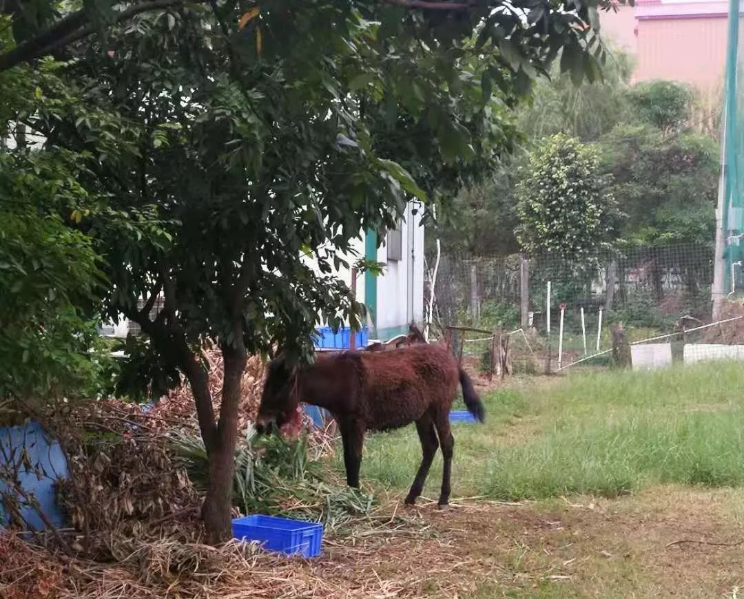 「送福利」天渐凉，烤全羊走起哟！南庄食肉兽别错过