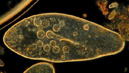 印度药神鼻炎喷雾剂,鼻炎儿童喷雾推荐