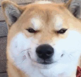 11.11宠物必买清单丨盘点那些被无限回购的萌宠爱用品