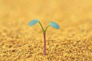 关于土壤的知识点简单总结,土壤基础知识讲解