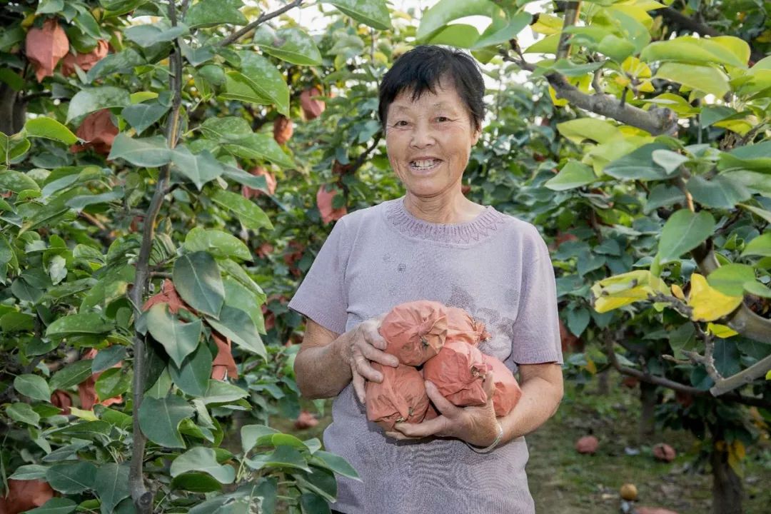 黄梨花儿开，大美馆陶等您来！
