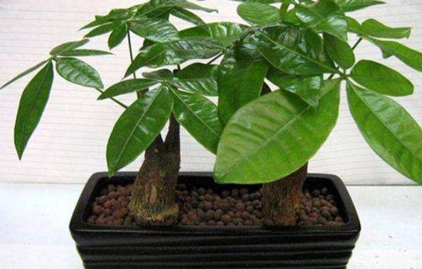 秋季室内干燥怎么办？快来试试这6招