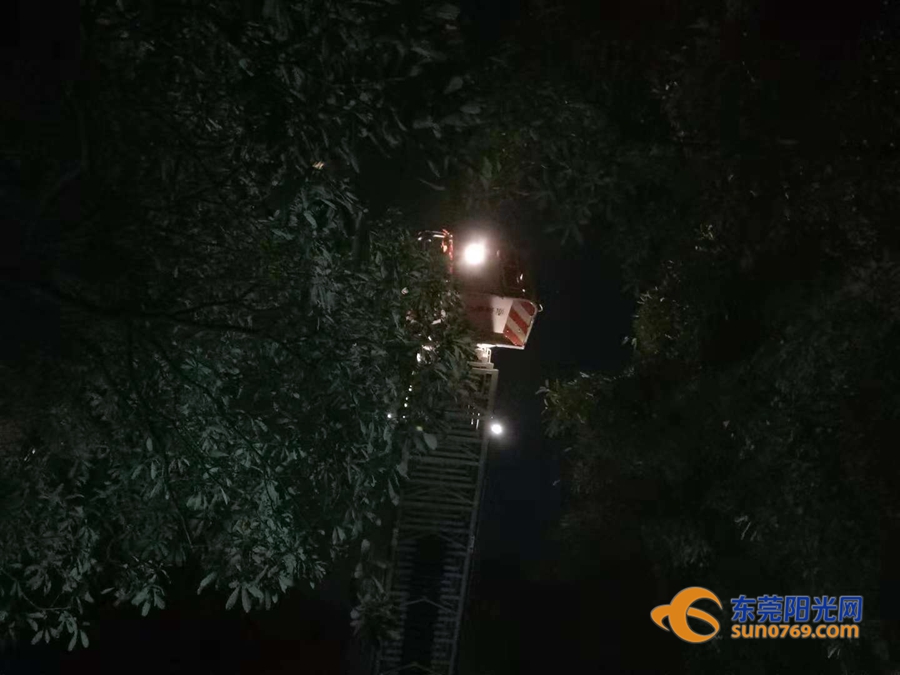 清溪一住宅小区藏了两个“足球窝”，上面爬满了马蜂