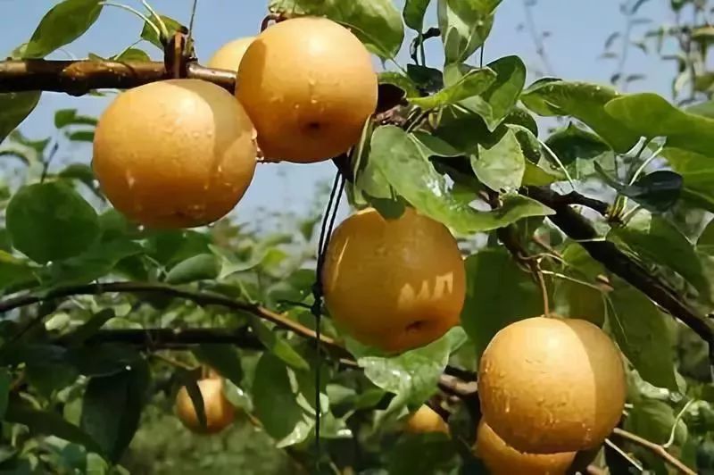 每天吃1颗它，止咳化痰，缓解咽炎哮喘，再也不害怕感冒啦！