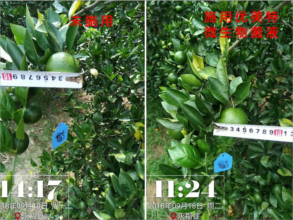 优美特水溶肥料价格,优美特化肥