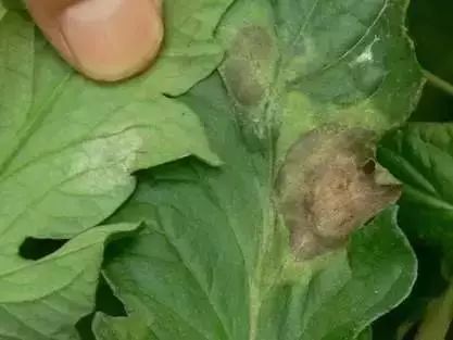 番茄苗定植后需要预防哪些病害,保护地栽培番茄容易出现哪些病害