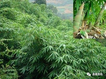 「关注」英德这件“宝”火了！出口货值达5600多万美元！占全省同类产品出口额七成！