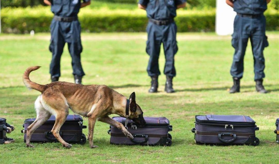 澶鐩楃獌璀︾姮,澶鎹″埌璀︾姮琚姄