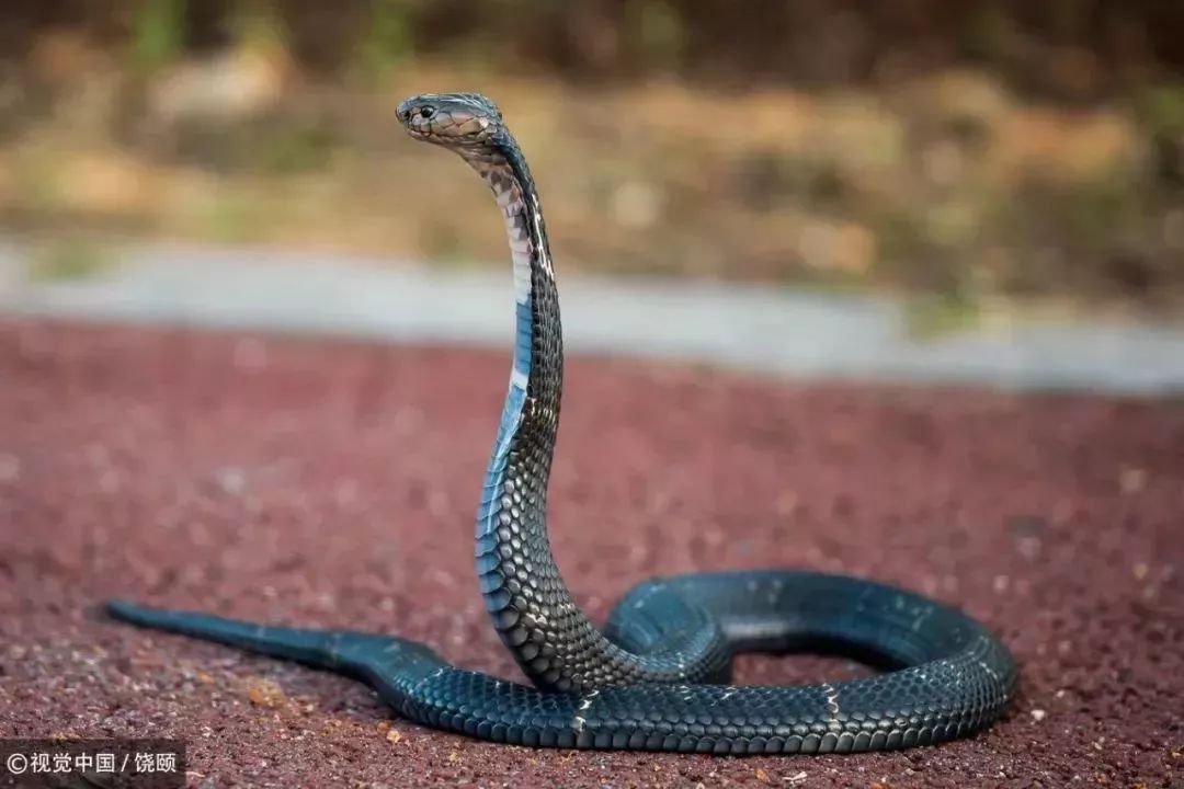 刷爆今天池州人朋友圈的舟山眼镜蛇，喜欢待在啥地方？专家这样说……