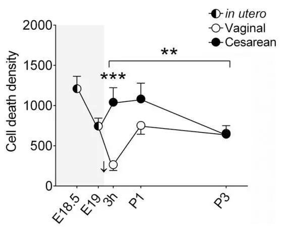 万不得已再剖吧！科学家发现剖宫产影响大脑发育和后代行为的机制，或与失去顺产对大脑神经的保护有关｜科学大发现