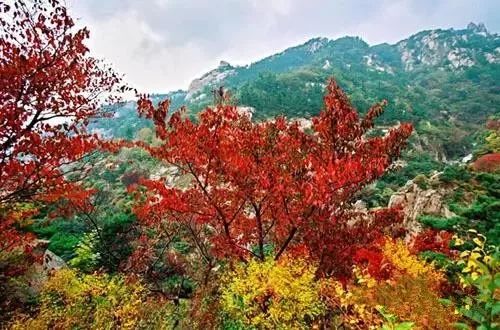 兄dei，你有一份最美赏红叶推荐请关注查收