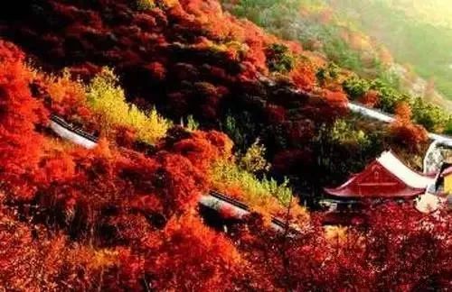 兄dei，你有一份最美赏红叶推荐请关注查收