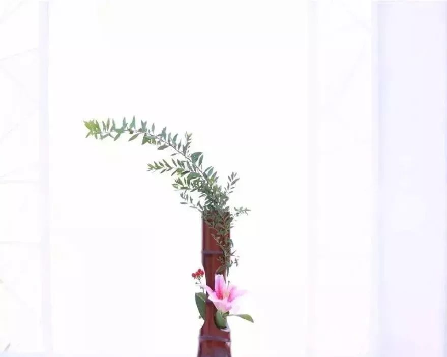 体育中心看展菊,运动公园菊展