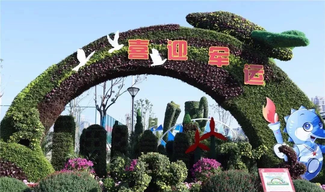 体育中心看展菊,运动公园菊展