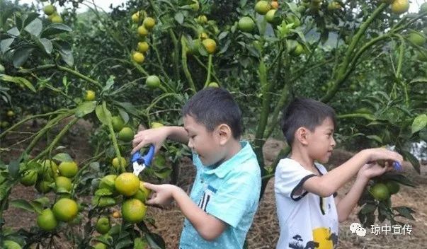 绿橙琼中采摘,绿橙采摘琼中