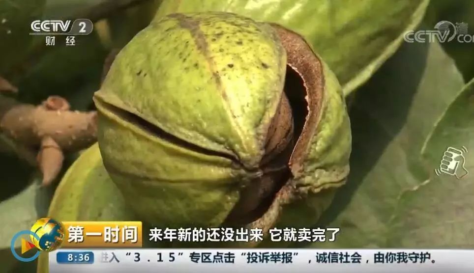 碧根果致富项目,碧根果获丰收小果实带动新产业