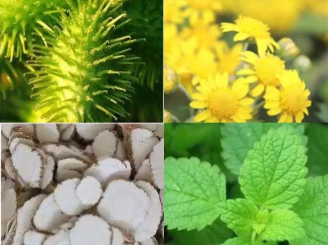 印度药神鼻炎喷雾剂,鼻炎儿童喷雾推荐