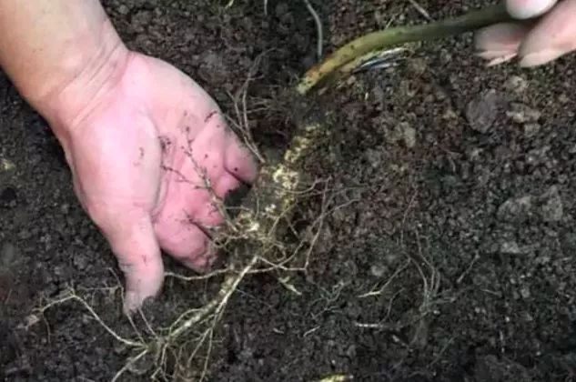 长白山人参干货安心购,4.99元吉林长白山鲜人参