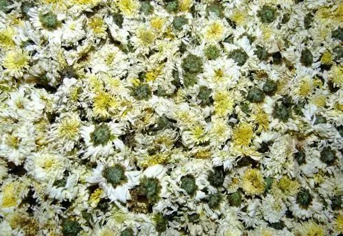 野生菊花与菊花区别,野生的山菊花是不是叫野菊花