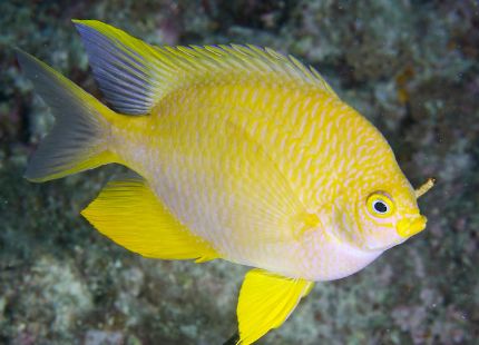 海水小百科四间雀,海底小百科帝王蟹