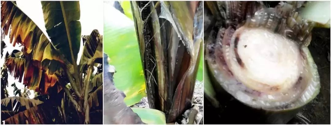 湛江香蕉黄叶病防治,农药巴斯特治疗香蕉黄叶病