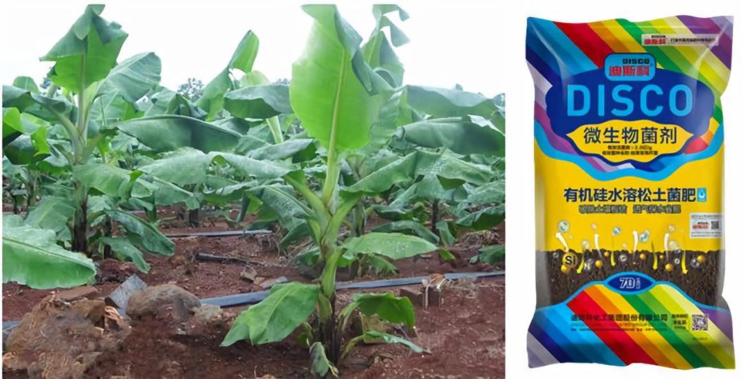 湛江香蕉黄叶病防治,农药巴斯特治疗香蕉黄叶病