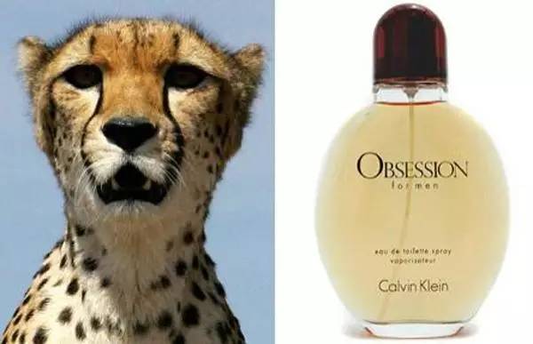 「冷知识」云比大象重、狮子爱CK香水