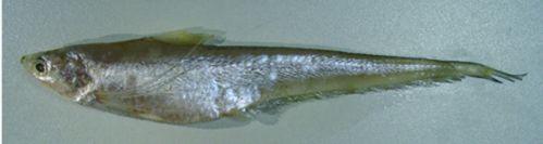 江心寺后凤尾鱼越来越稀罕了专家呼吁保护传统产卵场