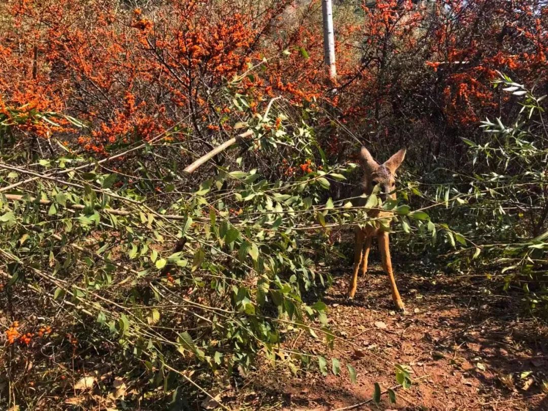 为什么救助狍子要用白布捂眼睛,救助狍子该送哪里