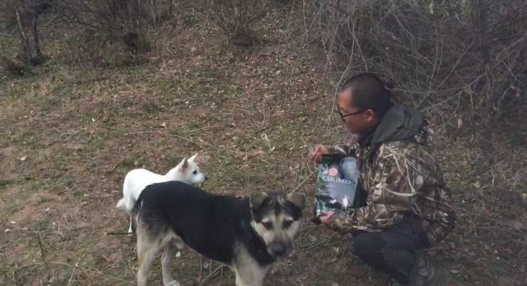 为什么救助狍子要用白布捂眼睛,救助狍子该送哪里