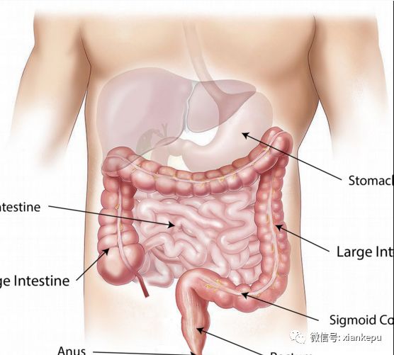 柿子被称为“果中圣品”，吃柿子应该关注啥？