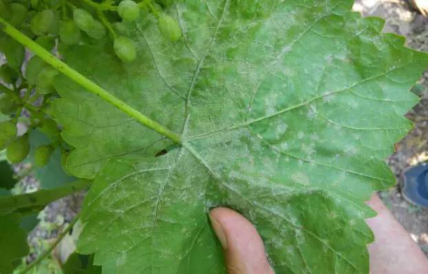 矿物油用清洁剂可以洗掉吗,矿物油有必要用吗