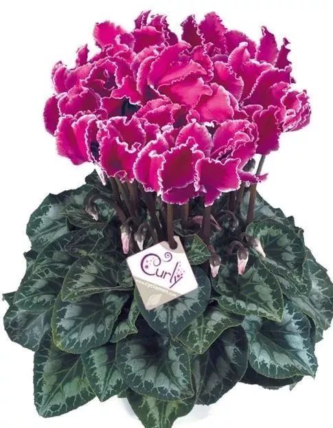 双11的第六天：给大家安利这款冬日绝不可错过的兔耳朵花