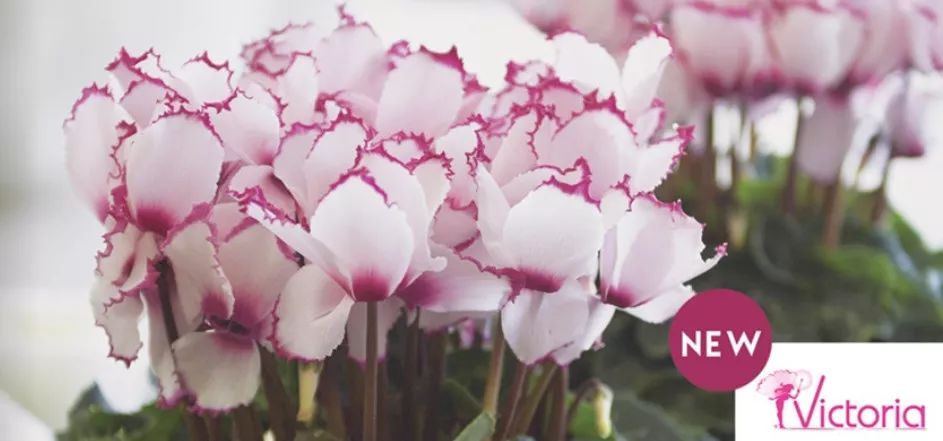 双11的第六天：给大家安利这款冬日绝不可错过的兔耳朵花