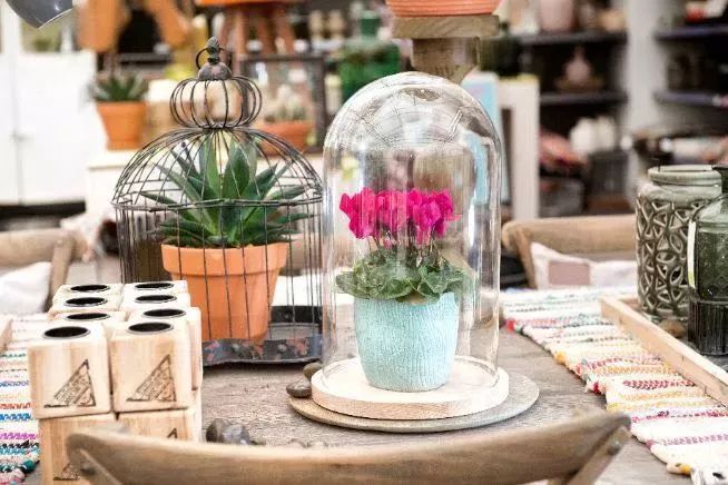 双11的第六天：给大家安利这款冬日绝不可错过的兔耳朵花